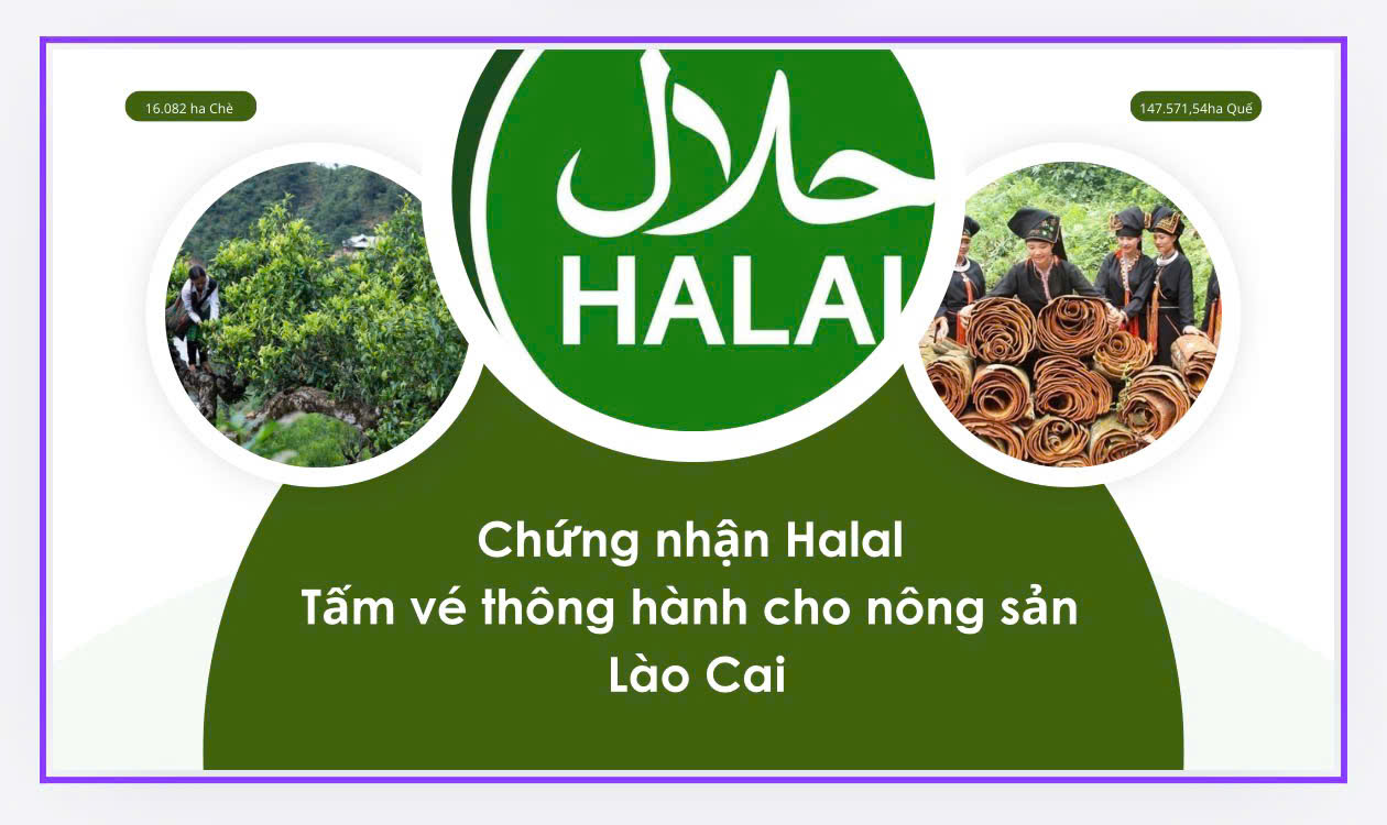 KHAI MỞ THỊ TRƯỜNG HALAL: TẦM NHÌN CHIẾN LƯỢC VÀ LỜI GIẢI CHO NÔNG SẢN CHỦ LỰC TỈNH LÀO CAI